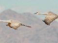 Sandhill Crane - Salton Sea - Unit 1, Imperial County, California, 11/21/2016