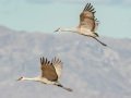 Sandhill Crane - Salton Sea - Unit 1, Imperial County, California, 11/21/2016