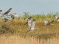 Sandhill Crane - Salton Sea - Unit 1, Imperial County, California, 11/21/2016