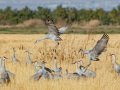 Sandhill Crane - Salton Sea - Unit 1, Imperial County, California, 11/21/2016