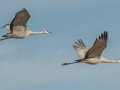 Sandhill Crane - Salton Sea - Unit 1, Imperial County, California, 11/21/2016