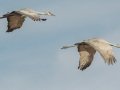 Sandhill Crane - Salton Sea - Unit 1, Imperial County, California, 11/21/2016