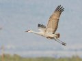 Sandhill Crane - Salton Sea - Unit 1, Imperial County, California, 11/21/2016