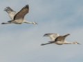 Sandhill Crane - Salton Sea - Unit 1, Imperial County, California, 11/21/2016