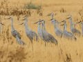 Sandhill Crane - Salton Sea - Unit 1, Imperial County, California, 11/21/2016