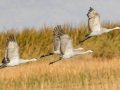 Sandhill Crane - Salton Sea - Unit 1, Imperial County, California, 11/21/2016
