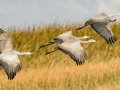 Sandhill Crane - Salton Sea - Unit 1, Imperial County, California, 11/21/2016