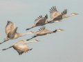 Sandhill Crane - Salton Sea - Unit 1, Imperial County, California, 11/21/2016