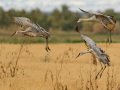 Sandhill Crane - Salton Sea - Unit 1, Imperial County, California, 11/21/2016