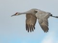 Sandhill Crane - Salton Sea - Unit 1, Imperial County, California, 11/21/2016