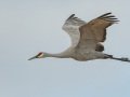 Sandhill Crane - Salton Sea - Unit 1, Imperial County, California, 11/21/2016