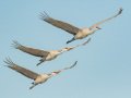 Sandhill Crane - Salton Sea - Unit 1, Imperial County, California, 11/21/2016