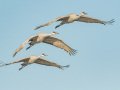 Sandhill Crane - Salton Sea - Unit 1, Imperial County, California, 11/21/2016