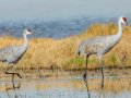 Sandhill Crane - Salton Sea - Unit 1, Imperial County, California, 11/21/2016