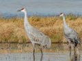 Sandhill Crane - Salton Sea - Unit 1, Imperial County, California, 11/21/2016