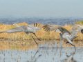 Sandhill Crane - Salton Sea - Unit 1, Imperial County, California, 11/21/2016