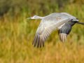 Sandhill Crane - Salton Sea - Unit 1, Imperial County, California, 11/21/2016