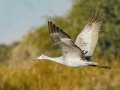 Sandhill Crane - Salton Sea - Unit 1, Imperial County, California, 11/21/2016