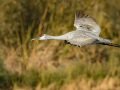 Sandhill Crane - Salton Sea - Unit 1, Imperial County, California, 11/21/2016