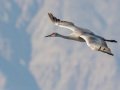 Sandhill Crane - Salton Sea - Unit 1, Imperial County, California, 11/21/2016