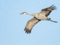 Sandhill Crane - Salton Sea - Unit 1, Imperial County, California, 11/21/2016