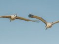 Sandhill Crane - Salton Sea - Unit 1, Imperial County, California, 11/21/2016