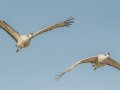 Sandhill Crane - Salton Sea - Unit 1, Imperial County, California, 11/21/2016