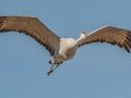 Sandhill Crane - Salton Sea - Unit 1, Imperial County, California, 11/21/2016