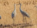 Sandhill Crane - Salton Sea - Unit 1, Imperial County, California, 11/21/2016