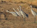 Sandhill Crane - Salton Sea - Unit 1, Imperial County, California, 11/21/2016