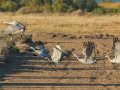 Sandhill Crane - Salton Sea - Unit 1, Imperial County, California, 11/21/2016