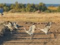 Sandhill Crane - Salton Sea - Unit 1, Imperial County, California, 11/21/2016