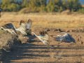 Sandhill Crane - Salton Sea - Unit 1, Imperial County, California, 11/21/2016