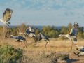 Sandhill Crane - Salton Sea - Unit 1, Imperial County, California, 11/21/2016