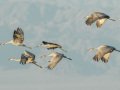 Sandhill Crane - Salton Sea - Unit 1, Imperial County, California, 11/21/2016
