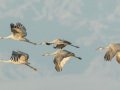 Sandhill Crane - Salton Sea - Unit 1, Imperial County, California, 11/21/2016