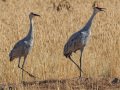 Sandhill Crane - Salton Sea - Unit 1, Imperial County, California, 11/21/2016
