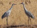 Sandhill Crane - Salton Sea - Unit 1, Imperial County, California, 11/21/2016