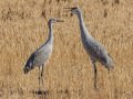 Sandhill Crane - Salton Sea - Unit 1, Imperial County, California, 11/21/2016