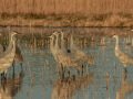 Sandhill Crane - Salton Sea - Unit 1, Imperial County, California, 11/21/2016