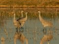 Sandhill Crane - Salton Sea - Unit 1, Imperial County, California, 11/21/2016