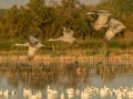Sandhill Crane - Salton Sea - Unit 1, Imperial County, California, 11/21/2016