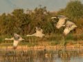 Sandhill Crane - Salton Sea - Unit 1, Imperial County, California, 11/21/2016