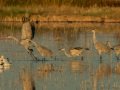 Sandhill Crane - Salton Sea - Unit 1, Imperial County, California, 11/21/2016