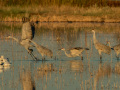 Sandhill Crane - Salton Sea - Unit 1, Imperial County, California, 11/21/2016