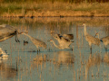Sandhill Crane - Salton Sea - Unit 1, Imperial County, California, 11/21/2016