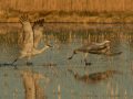 Sandhill Crane - Salton Sea - Unit 1, Imperial County, California, 11/21/2016