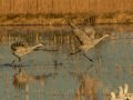 Sandhill Crane - Salton Sea - Unit 1, Imperial County, California, 11/21/2016