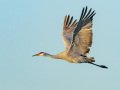 Sandhill Crane - Salton Sea - Unit 1, Imperial County, California, 11/21/2016