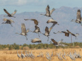 Sandhill Crane - Salton Sea - Unit 1, Imperial County, California, 11/21/2016